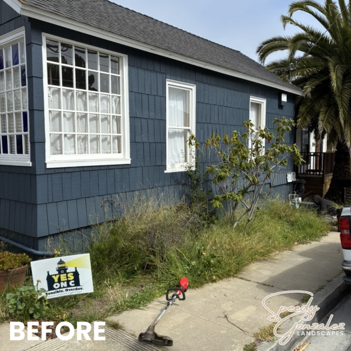 BLUE HOUSE BEFORE
