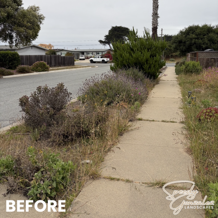 SIDEWALK BEFORE