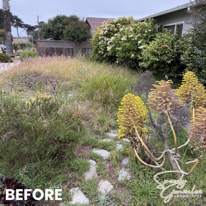 YARD 2 BEFORE
